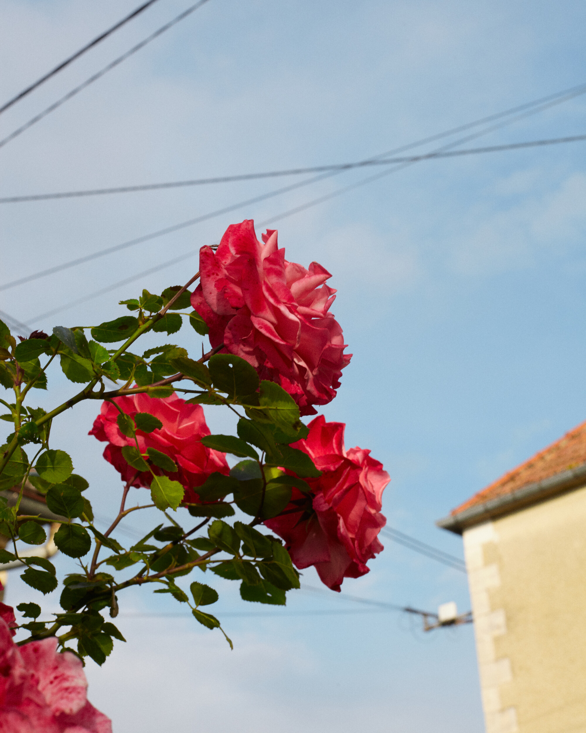 wild roses in france